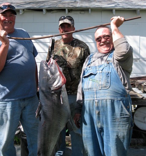 Giant Catfish Catch